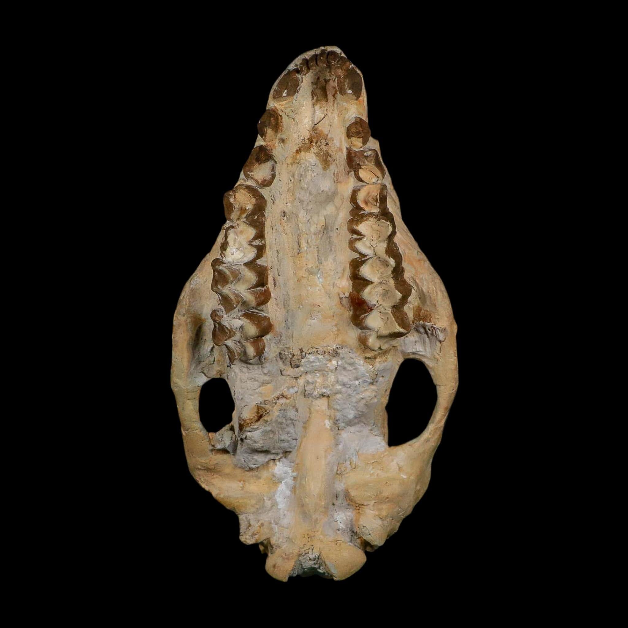 5.9" Oreodont Merycoidodon Fossil Skull Teeth Oligocene Age Badlands SD COA - Fossil Age Minerals