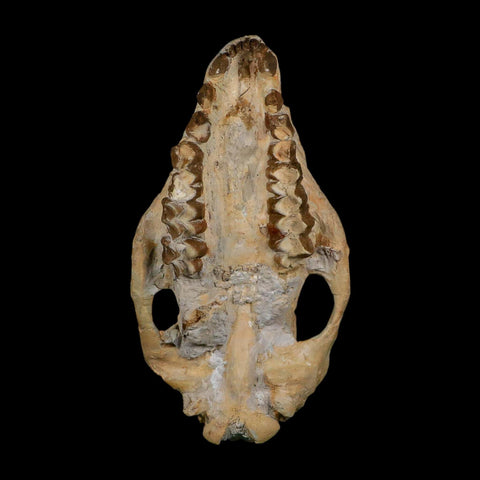 5.9" Oreodont Merycoidodon Fossil Skull Teeth Oligocene Age Badlands SD COA - Fossil Age Minerals