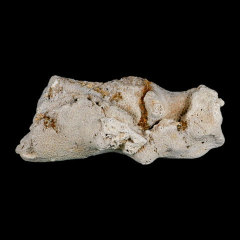 4.7" Agatized Coral Fossil Oligocene and Miocene Epochs Tampa Bay Florida - Fossil Age Minerals