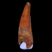 0.7" Pterosaur Coloborhynchus Fossil Tooth Upper Cretaceous Morocco COA, Display