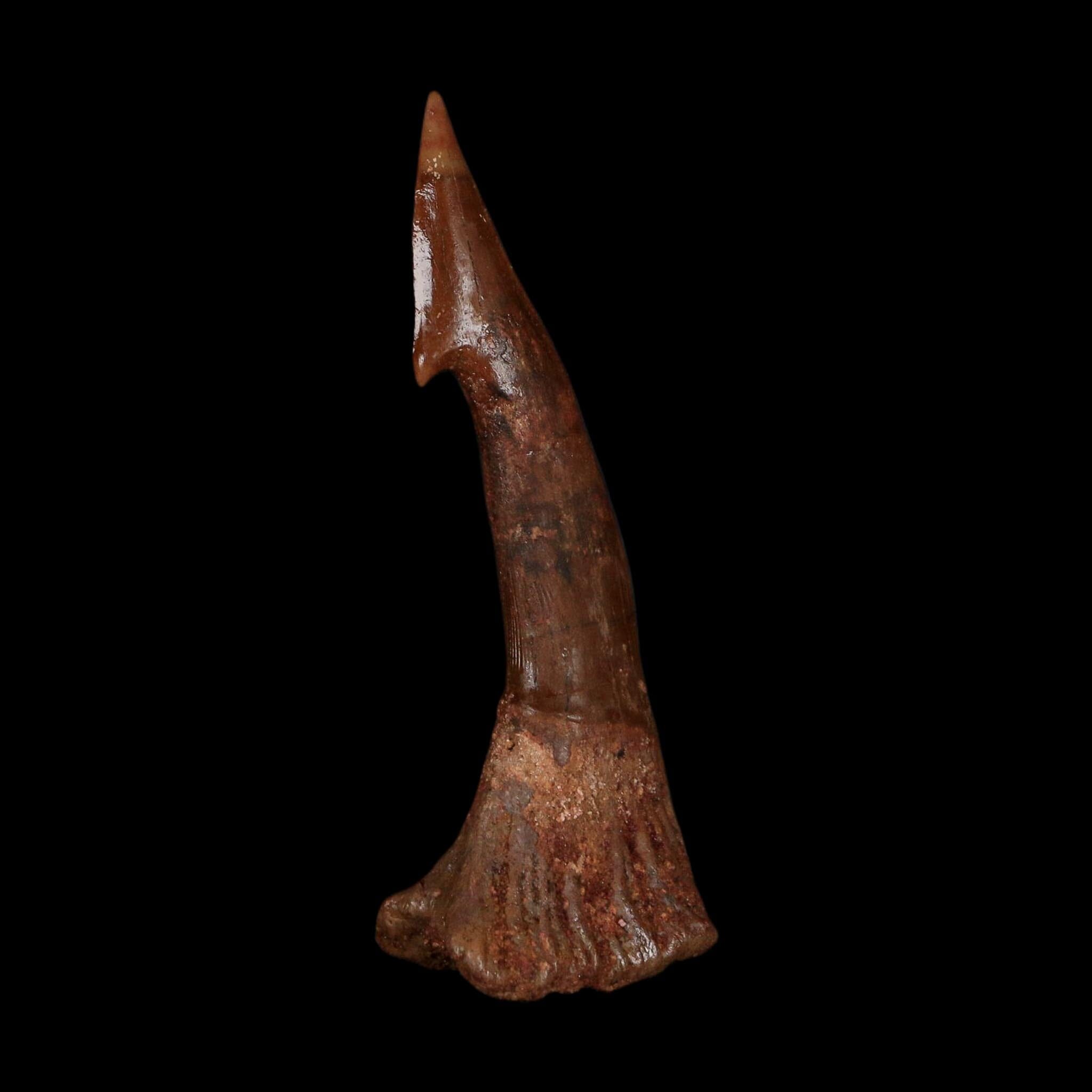 XL 3" Sawfish Fossil Tooth Barb Onchopristis Numidus Cretaceous Dinosaur Era COA