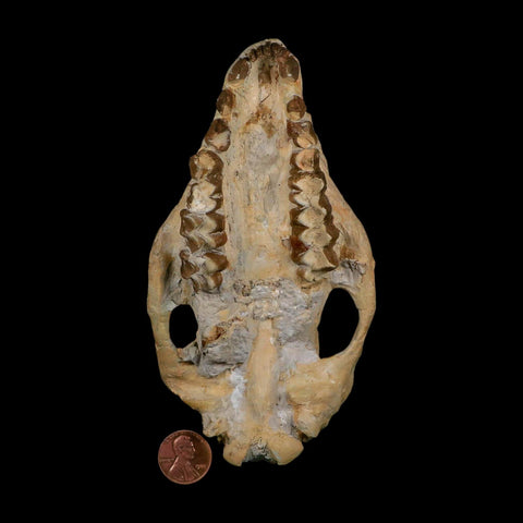 5.9" Oreodont Merycoidodon Fossil Skull Teeth Oligocene Age Badlands SD COA - Fossil Age Minerals