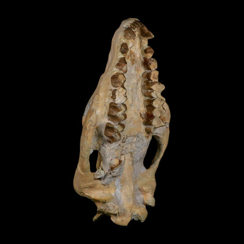 5.9" Oreodont Merycoidodon Fossil Skull Teeth Oligocene Age Badlands SD COA - Fossil Age Minerals