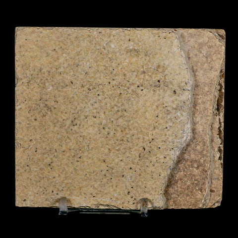 3.5" Knightia Eocaena Fossil Fish Green River FM Wyoming Eocene Age COA & Stand