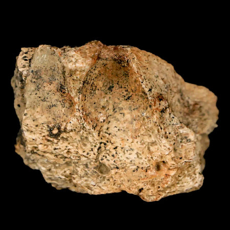 1.7" Triceratops Fossil Jaw Maxilla Bone Lance Creek FM Cretaceous Dinosaur WY COA