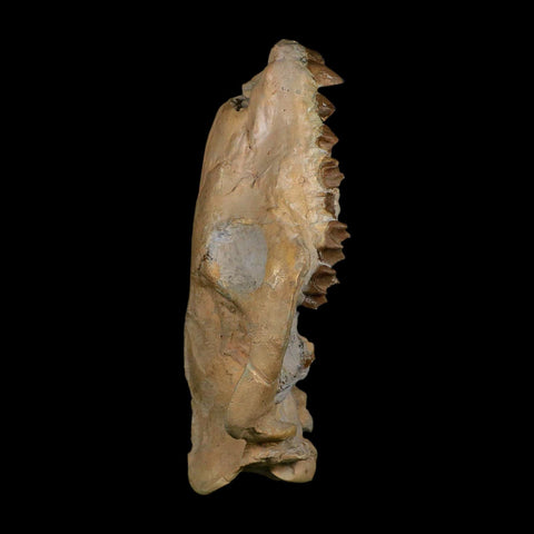 5.9" Oreodont Merycoidodon Fossil Skull Teeth Oligocene Age Badlands SD COA - Fossil Age Minerals