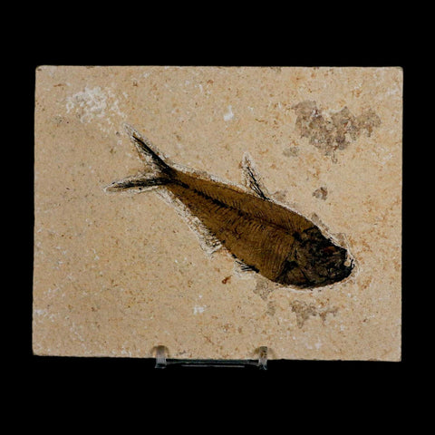 XL 4" Diplomystus Dentatus Fossil Fish Green River FM WY Eocene Age COA, Stand