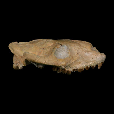 5.9" Oreodont Merycoidodon Fossil Skull Teeth Oligocene Age Badlands SD COA - Fossil Age Minerals