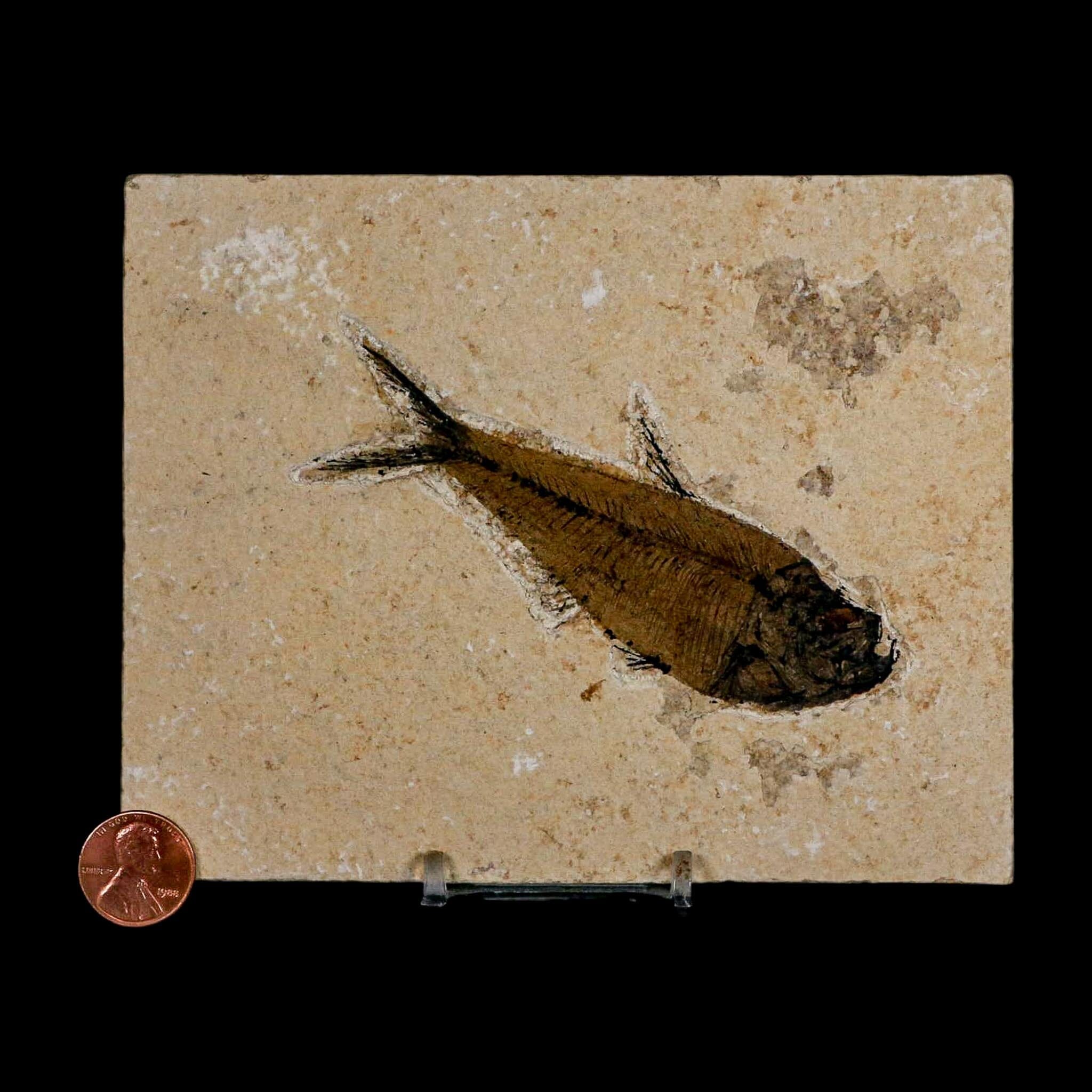 XL 4" Diplomystus Dentatus Fossil Fish Green River FM WY Eocene Age COA, Stand - Fossil Age Minerals