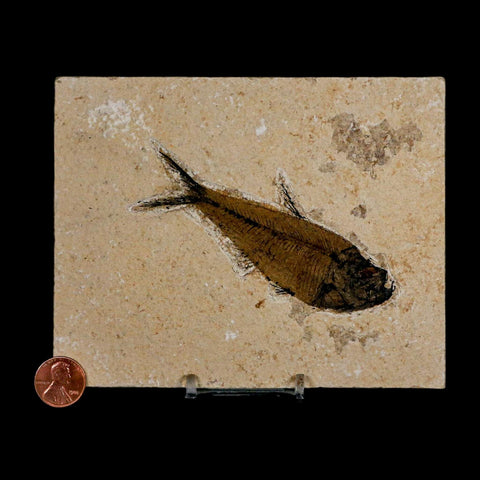 XL 4" Diplomystus Dentatus Fossil Fish Green River FM WY Eocene Age COA, Stand