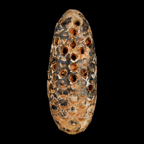 XXL 2.5" Fossil Pine Cone Equicalastrobus Replaced By Agate Eocene Age Seeds Fruit - Fossil Age Minerals