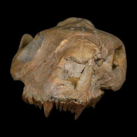 5.9" Oreodont Merycoidodon Fossil Skull Teeth Oligocene Age Badlands SD COA