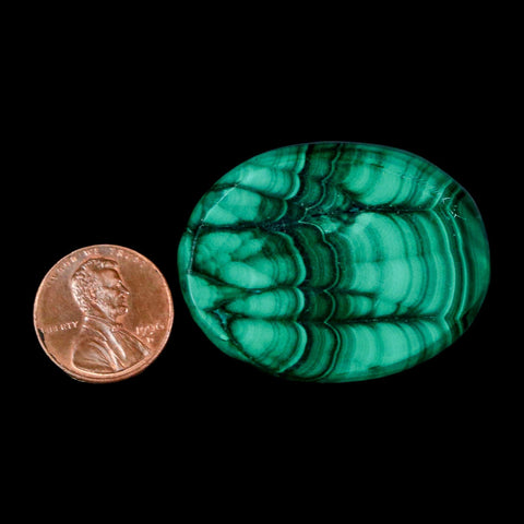 1.7" Dark Green Malachite Polished Palm Stone Mineral Specimen Republic of the Congo - Fossil Age Minerals