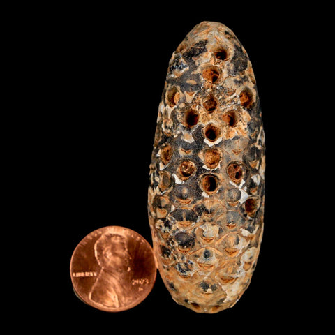 XXL 2.5" Fossil Pine Cone Equicalastrobus Replaced By Agate Eocene Age Seeds Fruit - Fossil Age Minerals