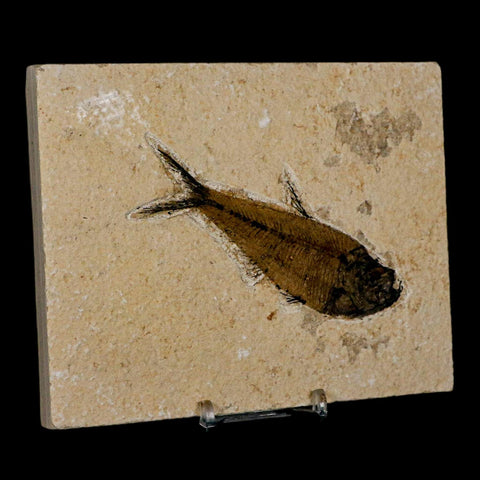 XL 4" Diplomystus Dentatus Fossil Fish Green River FM WY Eocene Age COA, Stand
