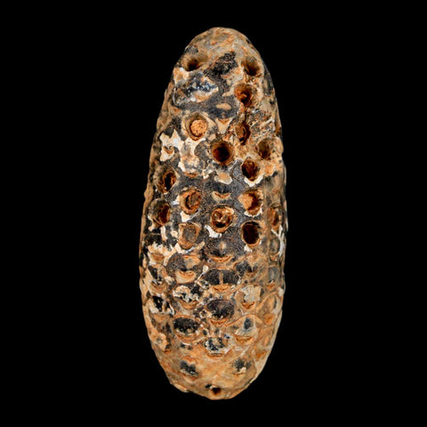 XXL 2.5" Fossil Pine Cone Equicalastrobus Replaced By Agate Eocene Age Seeds Fruit - Fossil Age Minerals