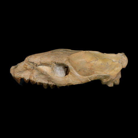 5.9" Oreodont Merycoidodon Fossil Skull Teeth Oligocene Age Badlands SD COA - Fossil Age Minerals