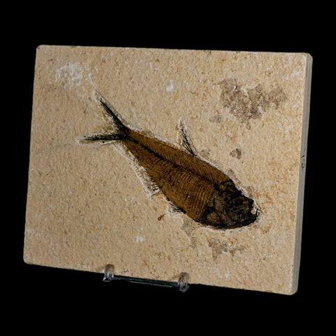 XL 4" Diplomystus Dentatus Fossil Fish Green River FM WY Eocene Age COA, Stand