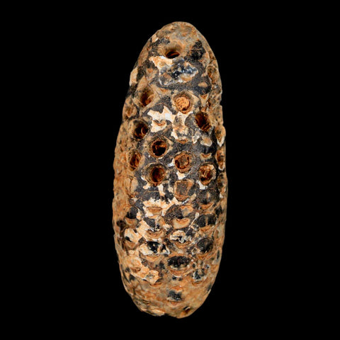 XXL 2.5" Fossil Pine Cone Equicalastrobus Replaced By Agate Eocene Age Seeds Fruit - Fossil Age Minerals