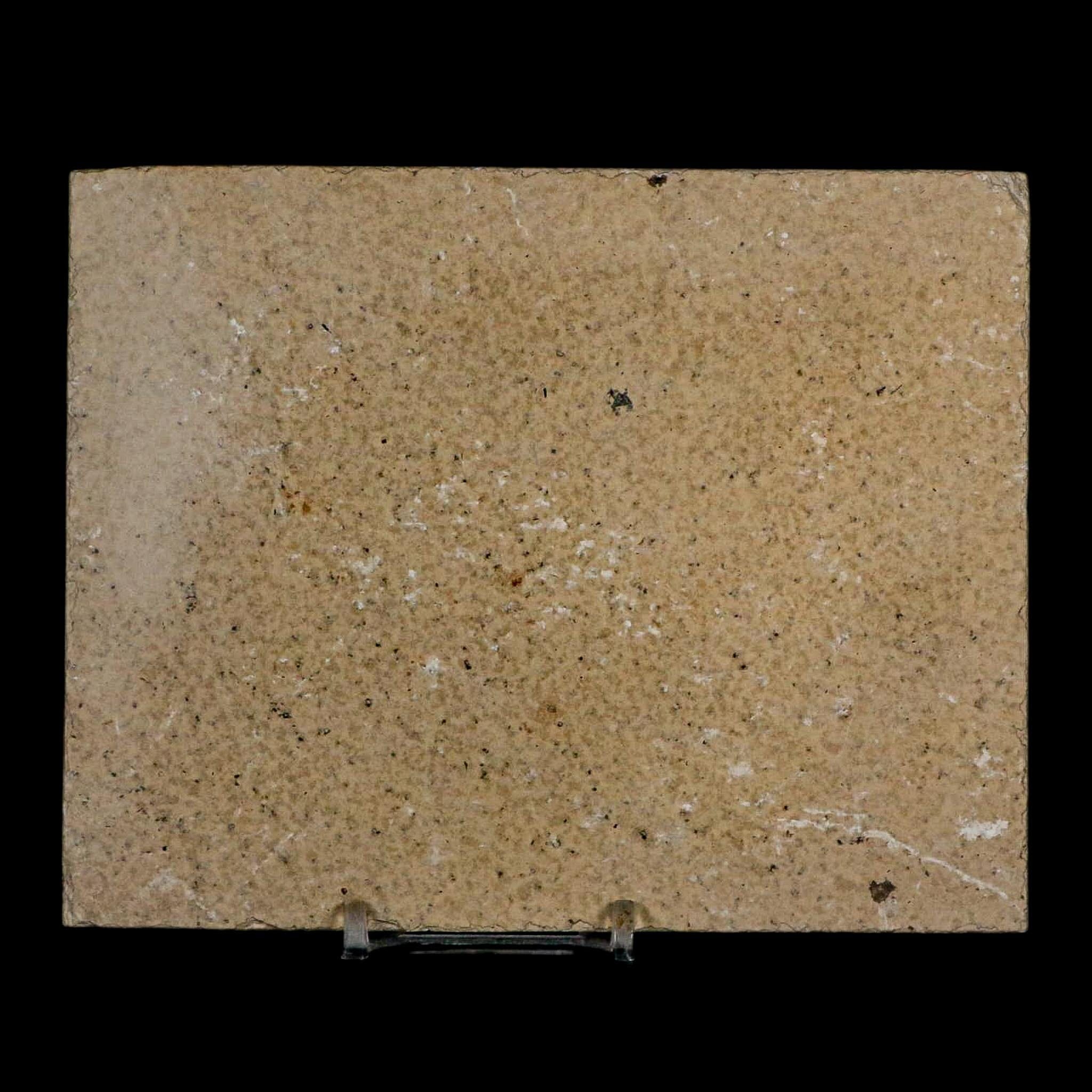 XL 4" Diplomystus Dentatus Fossil Fish Green River FM WY Eocene Age COA, Stand - Fossil Age Minerals