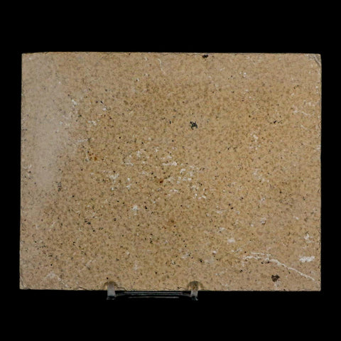 XL 4" Diplomystus Dentatus Fossil Fish Green River FM WY Eocene Age COA, Stand