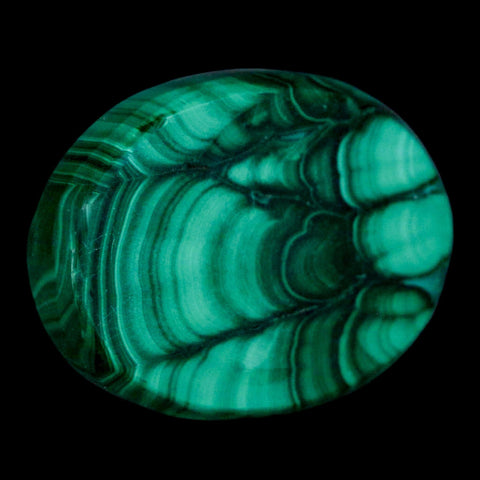 1.7" Dark Green Malachite Polished Palm Stone Mineral Specimen Republic of the Congo - Fossil Age Minerals