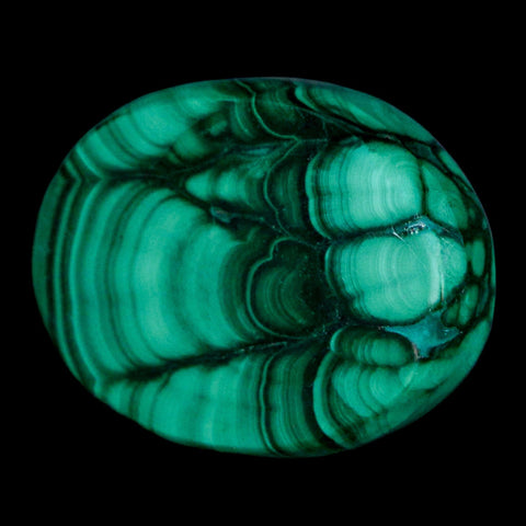 1.7" Dark Green Malachite Polished Palm Stone Mineral Specimen Republic of the Congo - Fossil Age Minerals