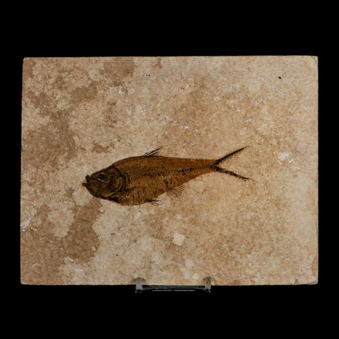 3.8" Diplomystus Dentatus Fossil Fish Green River FM WY Eocene Age COA, Stand