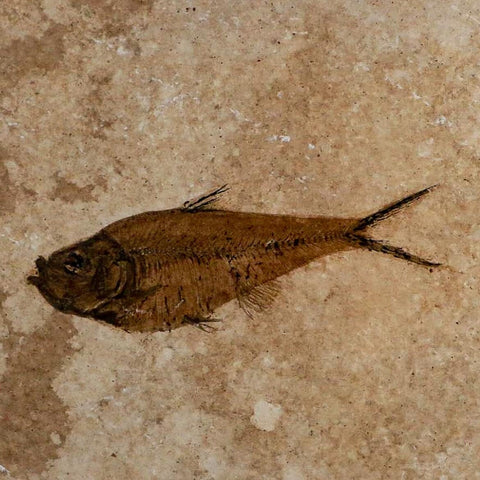 3.8" Diplomystus Dentatus Fossil Fish Green River FM WY Eocene Age COA, Stand