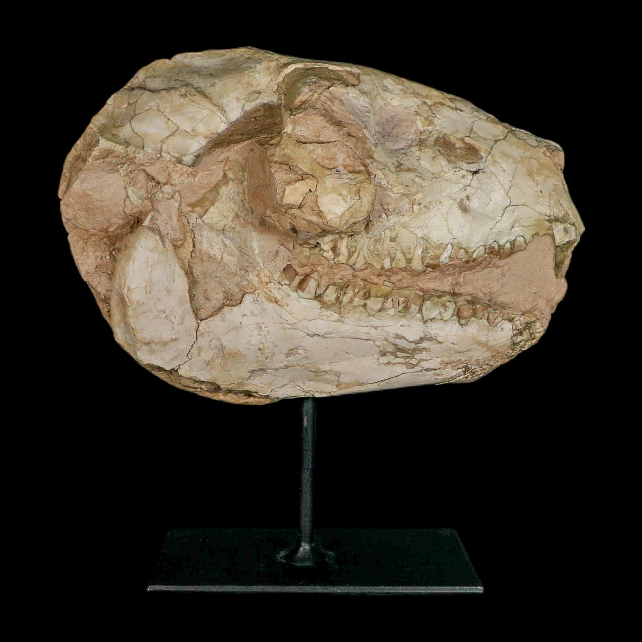 8.4" Oreodont Merycoidodon Fossil Skull Teeth Oligocene Age Badlands SD COA Stand - Fossil Age Minerals