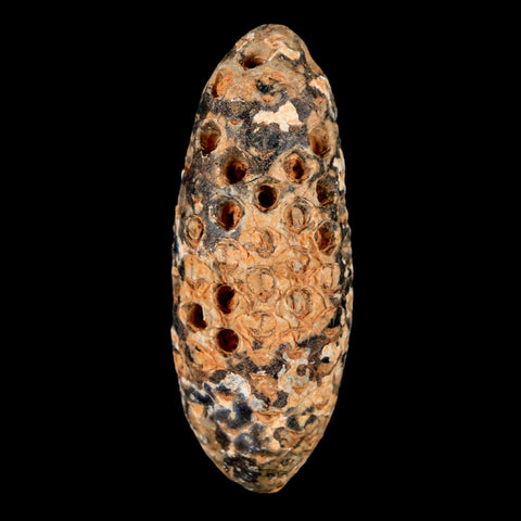 XXL 2.5" Fossil Pine Cone Equicalastrobus Replaced By Agate Eocene Age Seeds Fruit - Fossil Age Minerals