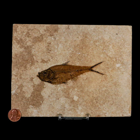 3.8" Diplomystus Dentatus Fossil Fish Green River FM WY Eocene Age COA, Stand