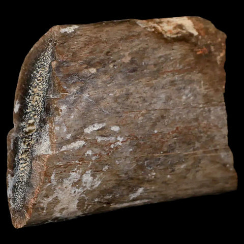 2.5" Triceratops Fossil Rib Bone Lance Creek FM Cretaceous Dinosaur WY COA - Fossil Age Minerals