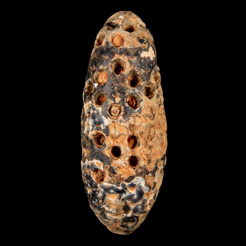 XXL 2.5" Fossil Pine Cone Equicalastrobus Replaced By Agate Eocene Age Seeds Fruit - Fossil Age Minerals