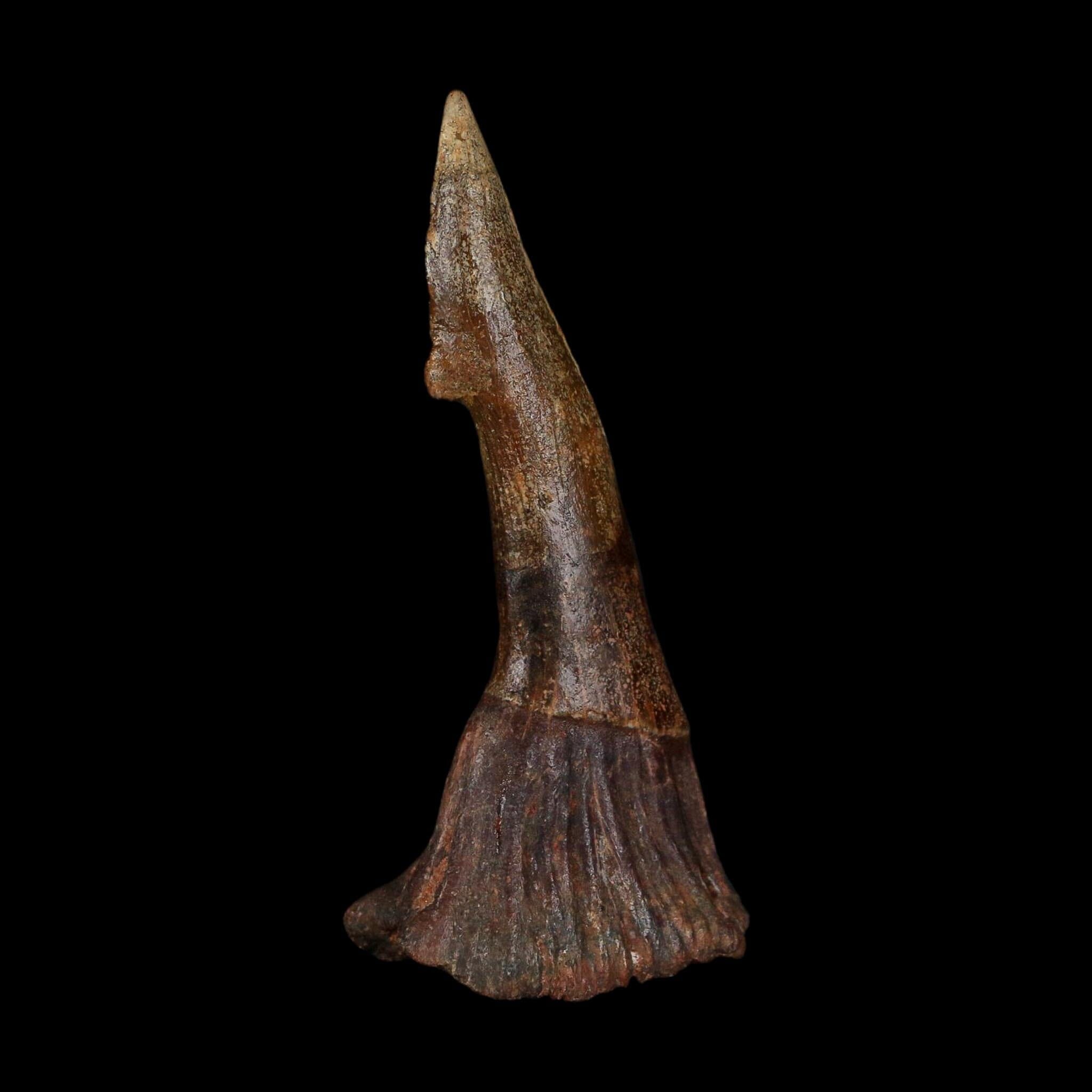 XL 3" Sawfish Fossil Tooth Barb Onchopristis Numidus Cretaceous Dinosaur Era COA