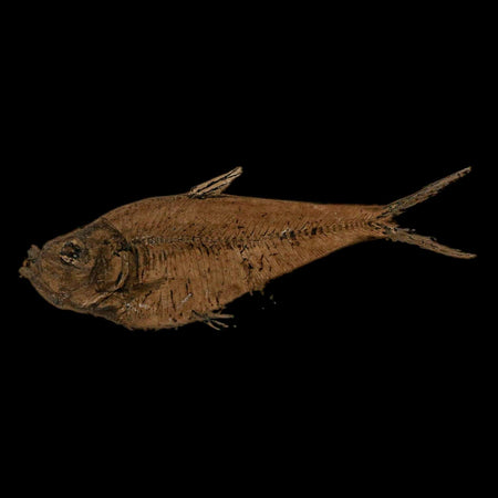 XL 4" Diplomystus Dentatus Fossil Fish Green River FM WY Eocene Age COA, Stand