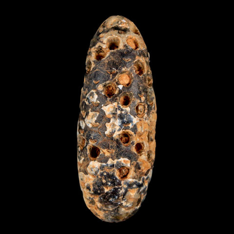 XXL 2.5" Fossil Pine Cone Equicalastrobus Replaced By Agate Eocene Age Seeds Fruit - Fossil Age Minerals
