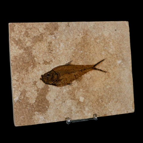 3.8" Diplomystus Dentatus Fossil Fish Green River FM WY Eocene Age COA, Stand