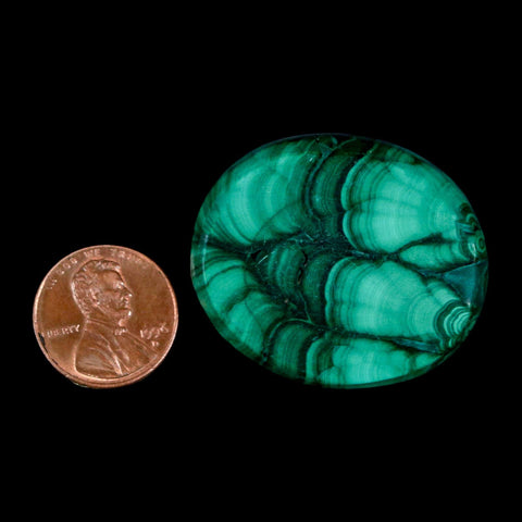 1.5" Dark Green Malachite Polished Palm Stone Mineral Specimen Republic of the Congo - Fossil Age Minerals