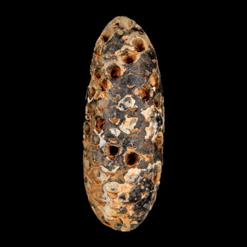 XXL 2.5" Fossil Pine Cone Equicalastrobus Replaced By Agate Eocene Age Seeds Fruit - Fossil Age Minerals