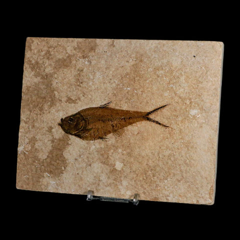 3.8" Diplomystus Dentatus Fossil Fish Green River FM WY Eocene Age COA, Stand