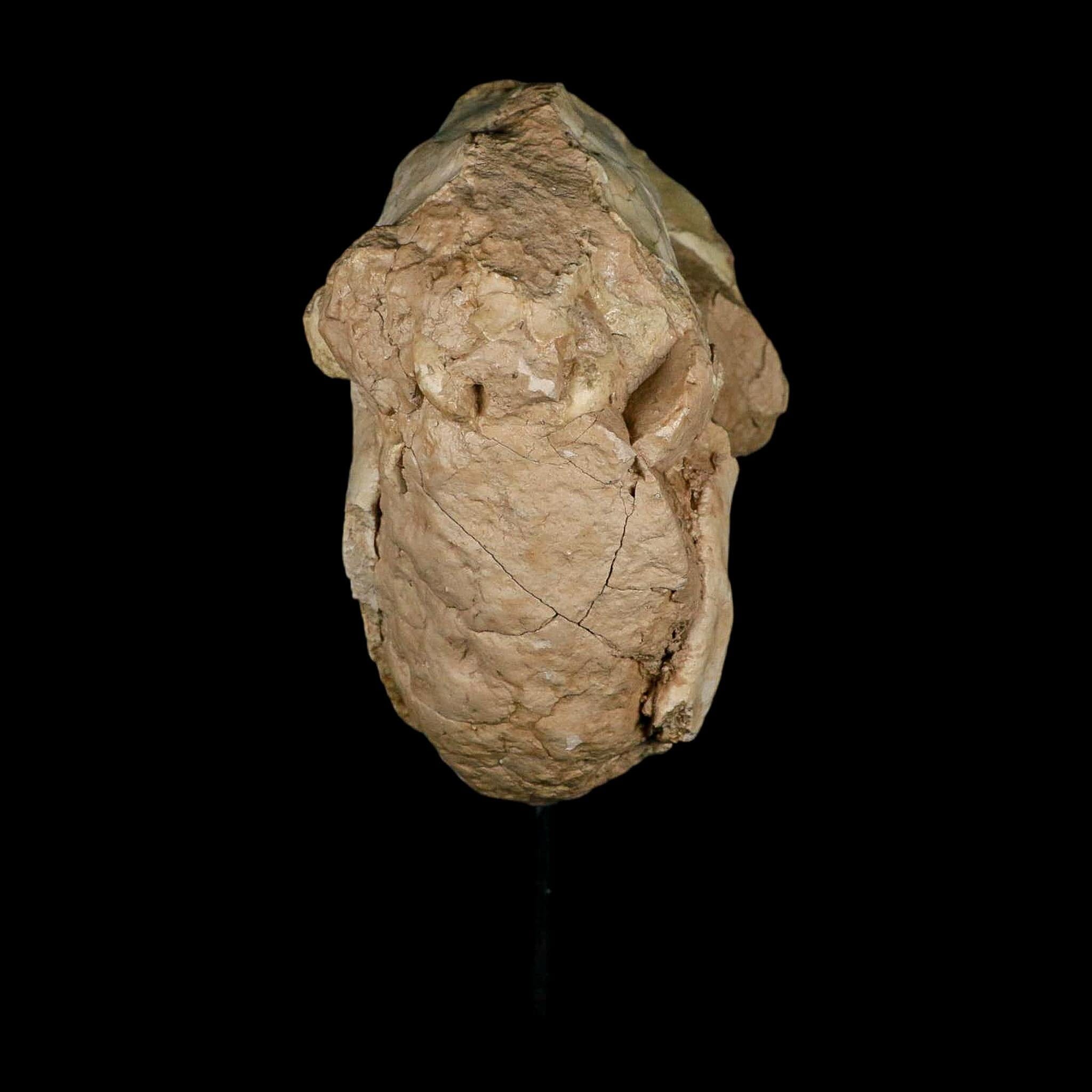 8.4" Oreodont Merycoidodon Fossil Skull Teeth Oligocene Age Badlands SD COA Stand - Fossil Age Minerals