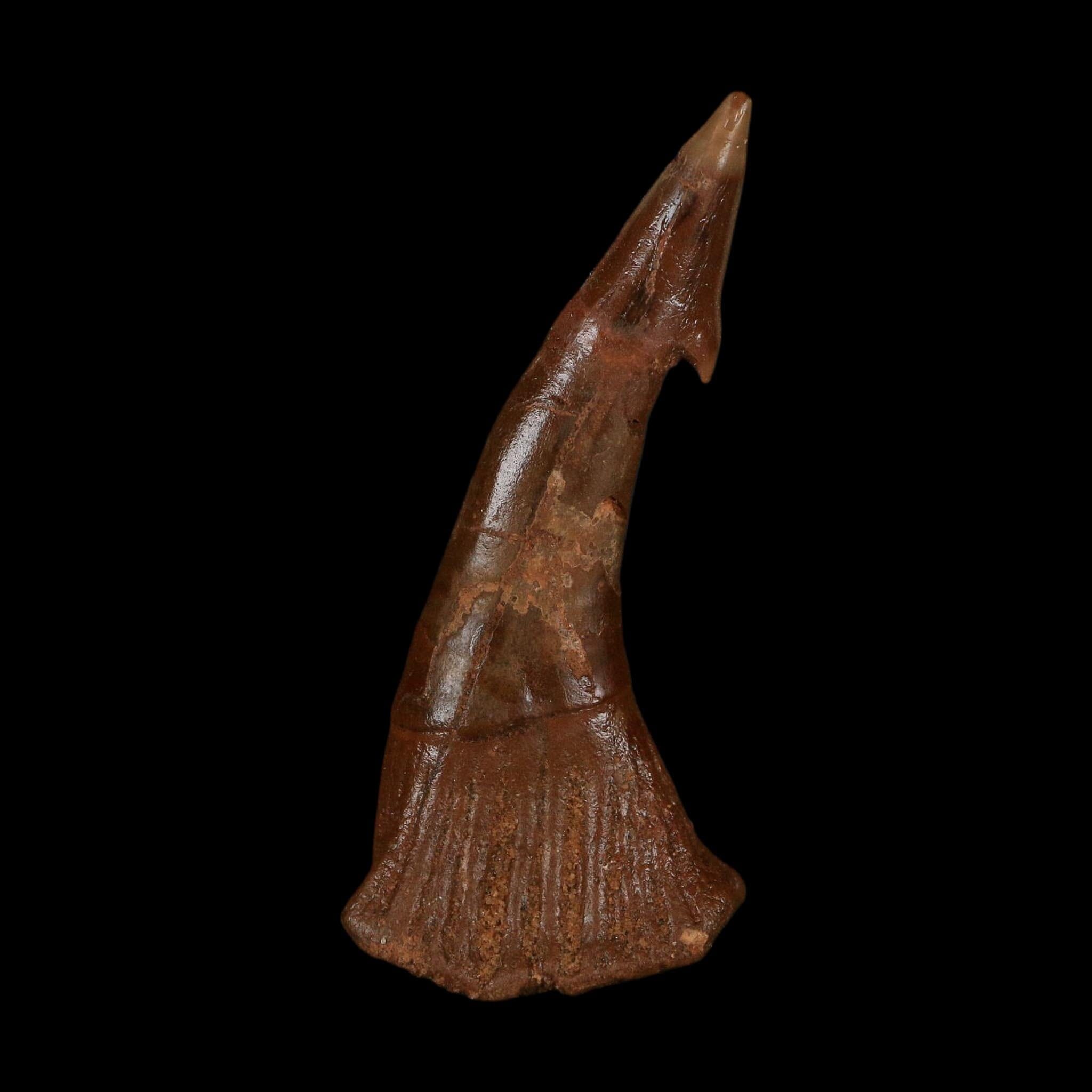 XL 2.9" Sawfish Fossil Tooth Barb Onchopristis Numidus Cretaceous Dinosaur Era COA