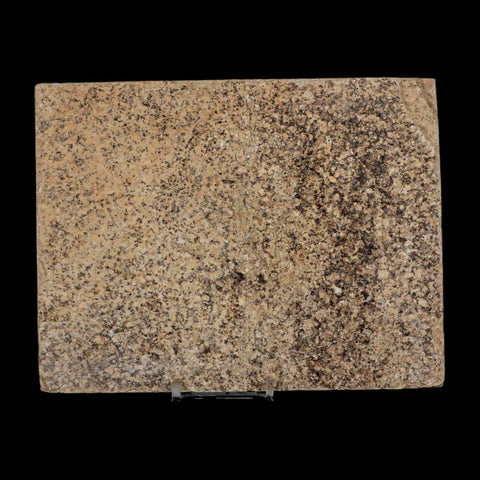 3.8" Diplomystus Dentatus Fossil Fish Green River FM WY Eocene Age COA, Stand