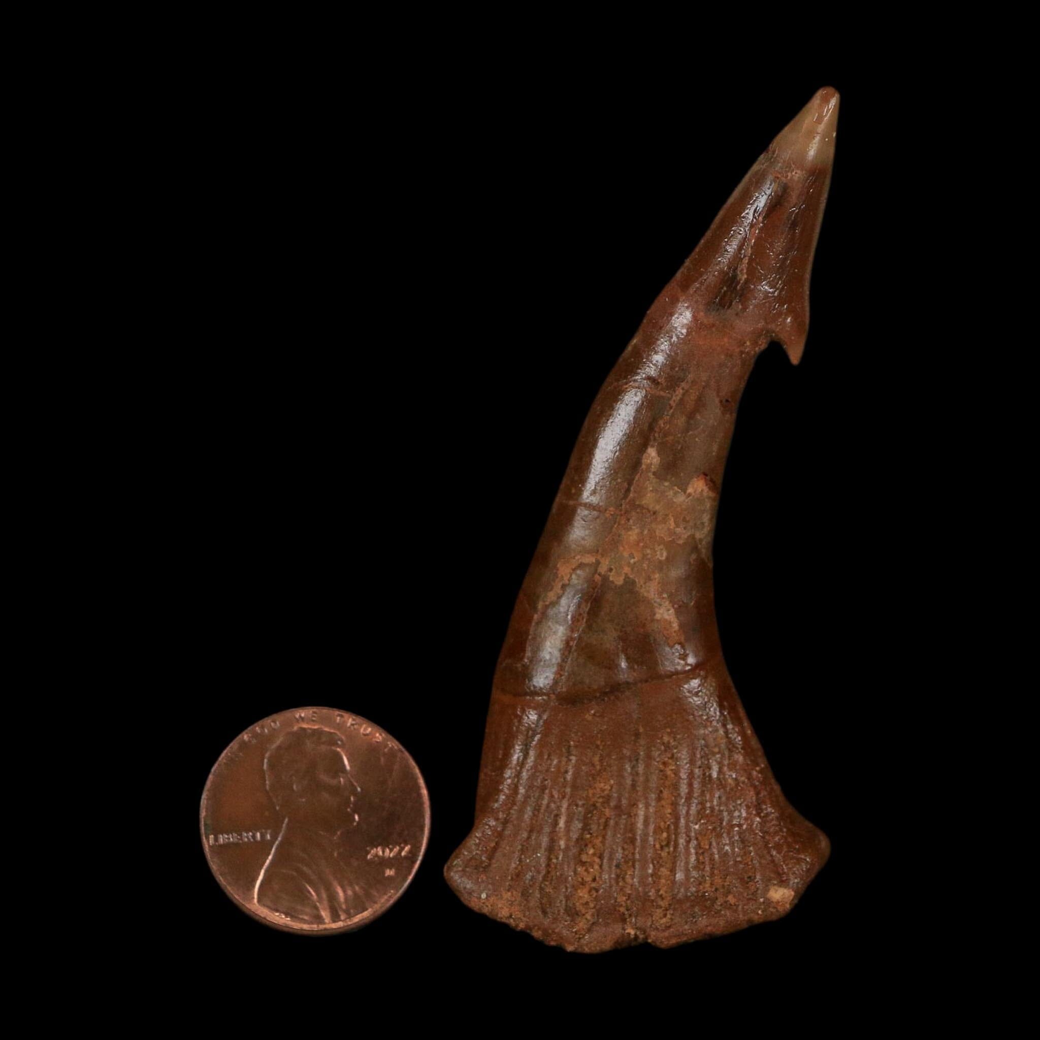 XL 2.9" Sawfish Fossil Tooth Barb Onchopristis Numidus Cretaceous Dinosaur Era COA