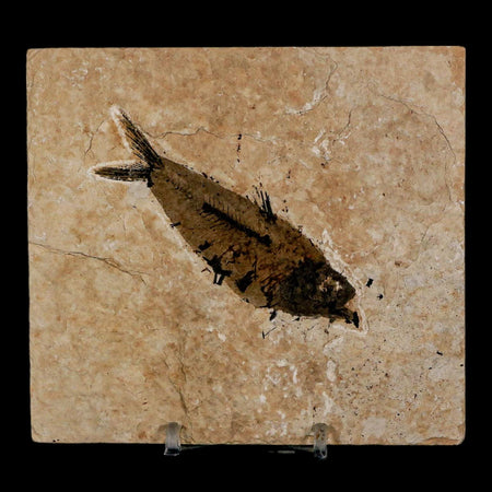 3.5" Knightia Eocaena Fossil Fish Green River FM Wyoming Eocene Age COA & Stand