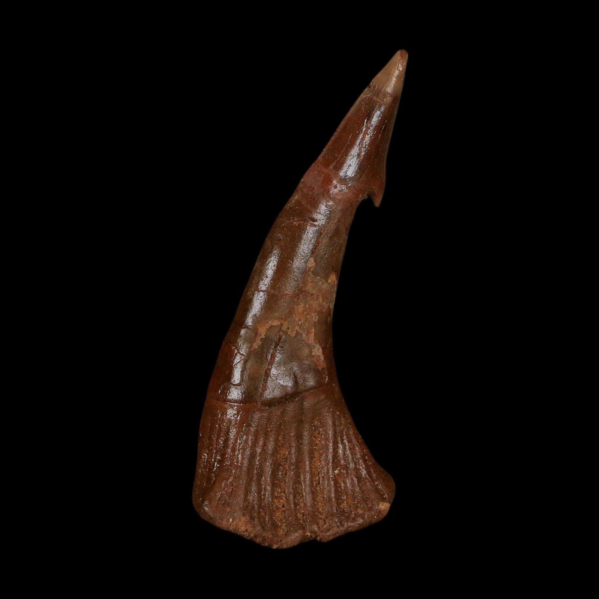 XL 2.9" Sawfish Fossil Tooth Barb Onchopristis Numidus Cretaceous Dinosaur Era COA
