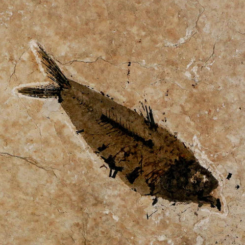 3.5" Knightia Eocaena Fossil Fish Green River FM Wyoming Eocene Age COA & Stand