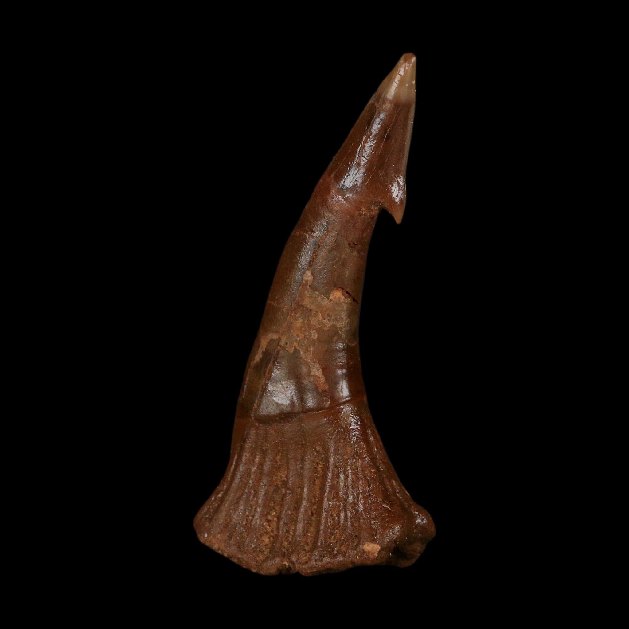 XL 2.9" Sawfish Fossil Tooth Barb Onchopristis Numidus Cretaceous Dinosaur Era COA