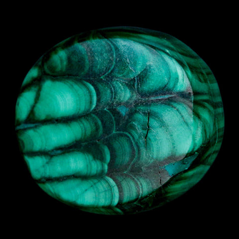 1.5" Dark Green Malachite Polished Palm Stone Mineral Specimen Republic of the Congo - Fossil Age Minerals